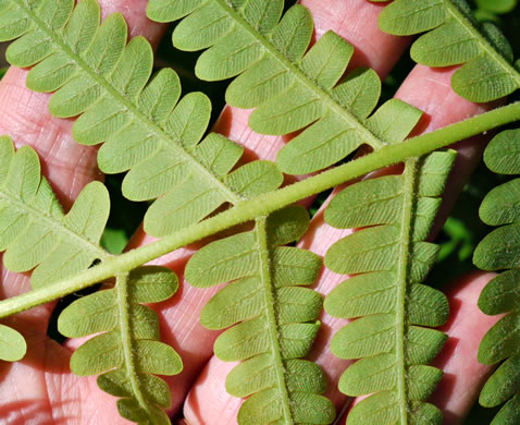 image of Claytosmunda claytoniana, Interrupted Fern