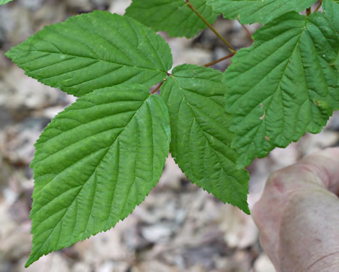 image of Rubus canadensis, Smooth Blackberry, Thornless Blackberry