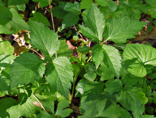 image of Cryptotaenia canadensis, Honewort