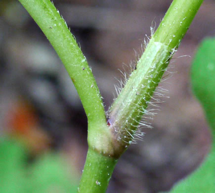 image of Persicaria virginiana, Virginia Jumpseed