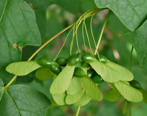 image of Acer nigrum, Black Maple