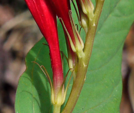 image of Spigelia marilandica, Indian-pink, Woodland Pinkroot, Wormgrass