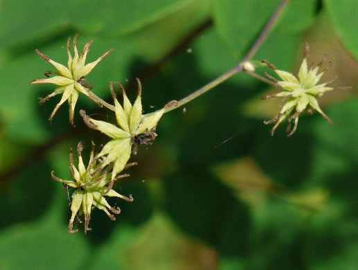 image of Thalictrum amphibolum, Skunk Meadowrue, Waxy Meadowrue