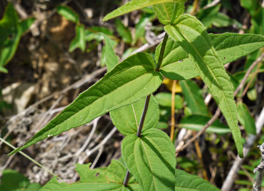 image of Helianthus divaricatus, Woodland Sunflower, Spreading Sunflower