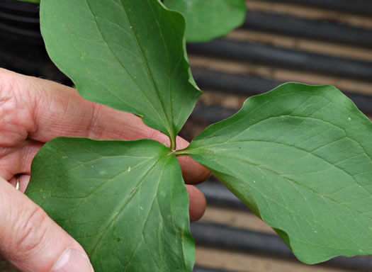 image of Trillium catesbyi, Catesby's Trillium, Rosy Wake-robin, Bashful Trillium, Rose Trillium