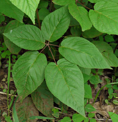 image of Rubus allegheniensis var. allegheniensis, Allegheny Blackberry