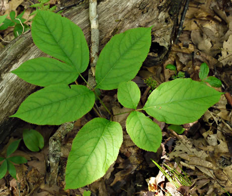 image of Aralia nudicaulis, Wild Sarsaparilla