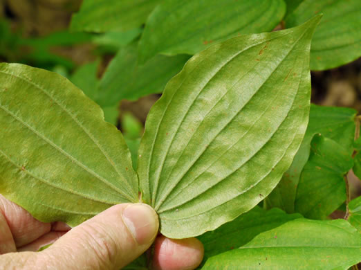 image of Prosartes lanuginosa, Yellow Mandarin, Yellow Fairybells