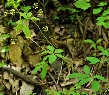 image of Taenidia integerrima, Yellow Pimpernel