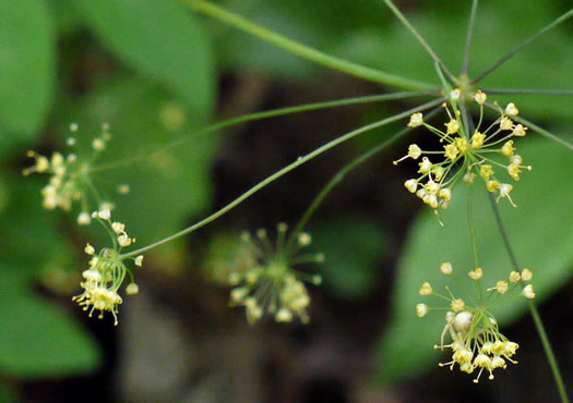 image of Taenidia integerrima, Yellow Pimpernel