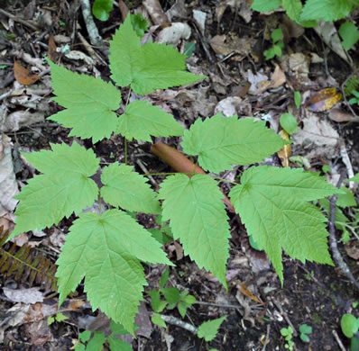 image of Astilbe biternata, Appalachian False Goatsbeard, Appalachian Astilbe