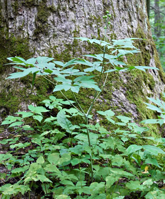 image of Caulophyllum thalictroides, Common Blue Cohosh, Papooseroot, Green Vivian