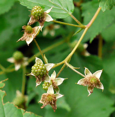 image of Rubus canadensis, Smooth Blackberry, Thornless Blackberry