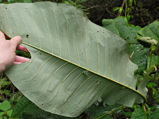 image of Magnolia tripetala, Umbrella Magnolia, Umbrella-tree