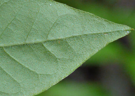 image of Gaylussacia ursina, Bear Huckleberry, Buckberry, Mountain Huckleberry, Bearberry