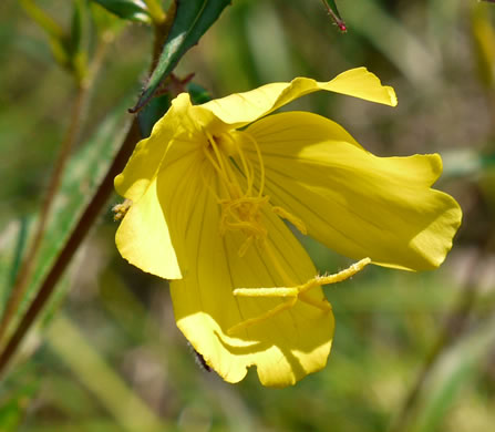 image of Oenothera fruticosa var. fruticosa, Narrowleaf Sundrops