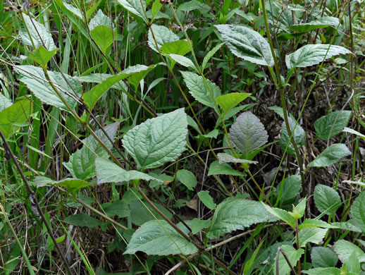 image of Salvia urticifolia, Nettleleaf Sage