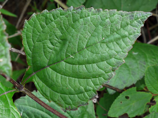 Nettleleaf Sage