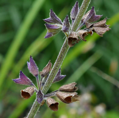 image of Salvia urticifolia, Nettleleaf Sage