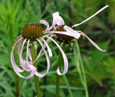 image of Echinacea laevigata, Smooth Coneflower, Smooth Purple Coneflower