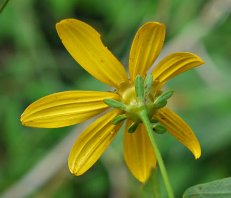 involucral bracts