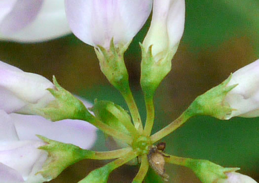 image of Securigera varia, Crown-vetch