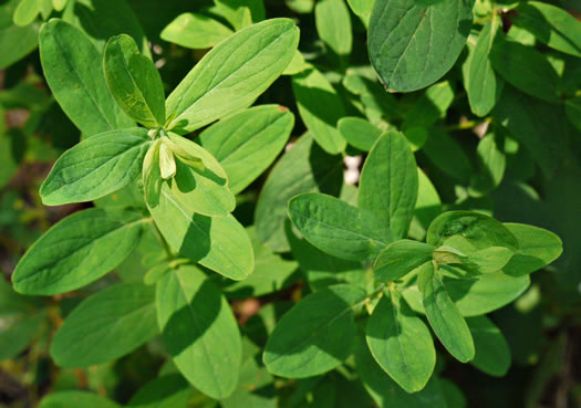 image of Hypericum punctatum, Spotted St. Johnswort