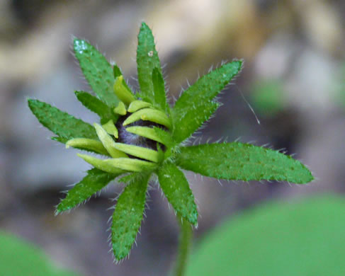 image of Rudbeckia hirta var. hirta, Woodland Black-eyed Susan