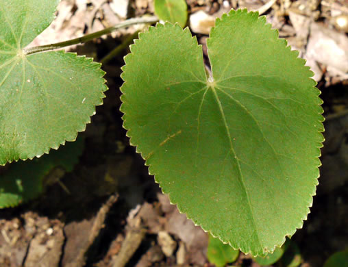 image of Thaspium trifoliatum var. aureum, Yellow Meadow-parsnip, Woodland Parsnip