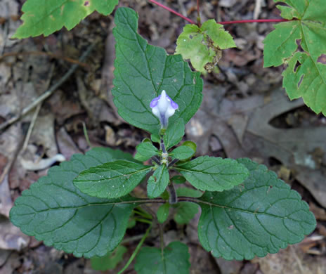 image of Scutellaria elliptica var. elliptica, Hairy Skullcap, Elliptic-leaved Skullcap