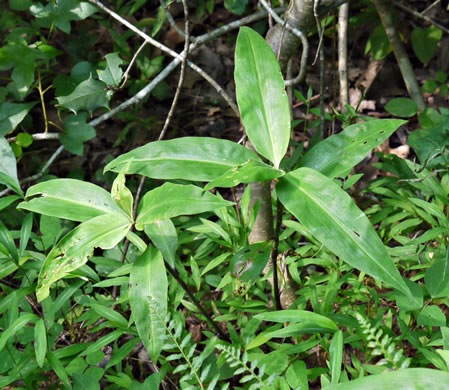 image of Commelina virginica, Virginia Dayflower