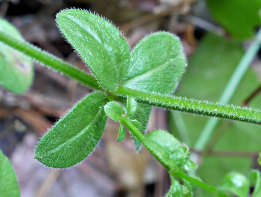 image of Galium pilosum, Hairy Bedstraw