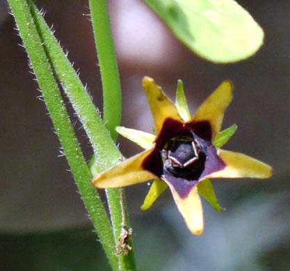 Gonolobus suberosus var. suberosus, Eastern Anglepod