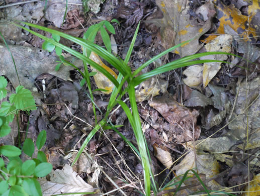 image of Scirpus polyphyllus, Leafy Bulrush