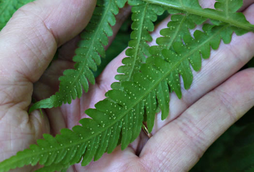 image of Phegopteris hexagonoptera, Broad Beech Fern