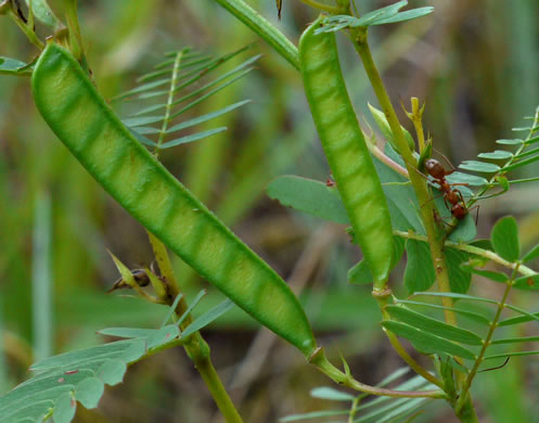 image of Chamaecrista fasciculata var. fasciculata, Common Partridge-pea, Showy Partridge Pea