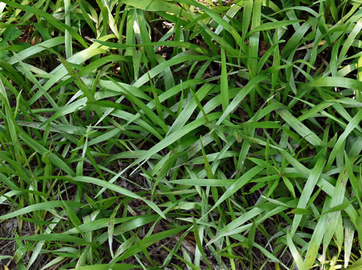 image of Pityopsis nervosa, Common Silkgrass, Grassleaf Goldenaster