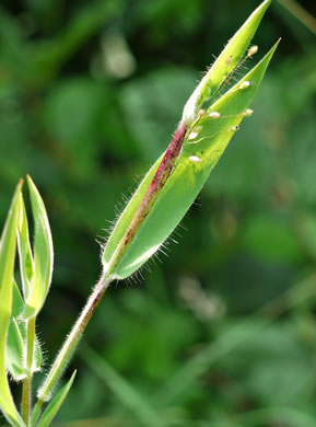 image of Dichanthelium scoparium, Velvet Witchgrass