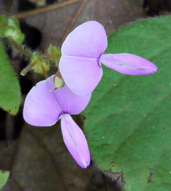 image of Desmodium rotundifolium, Roundleaf Tick-trefoil, Dollarleaf, Prostrate Tick-trefoil, Sessileleaf Tick-trefoil