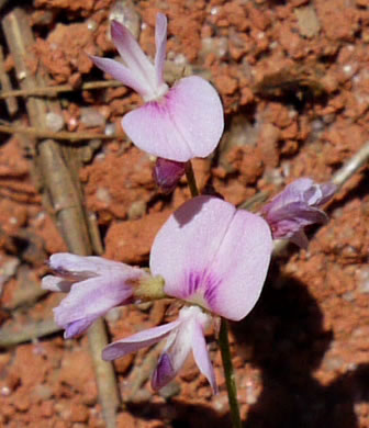 image of Lespedeza repens, Smooth Trailing Lespedeza, Creeping Lespedeza, Creeping Bush-clover