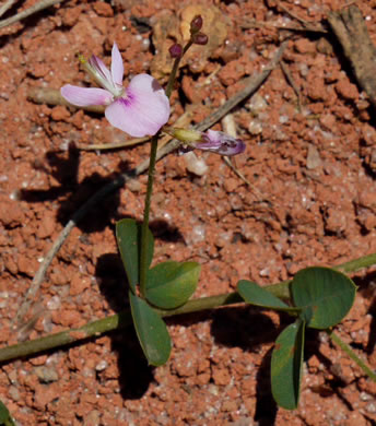 image of Lespedeza repens, Smooth Trailing Lespedeza, Creeping Lespedeza, Creeping Bush-clover