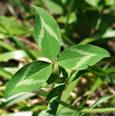 image of Trifolium pratense, Red Clover