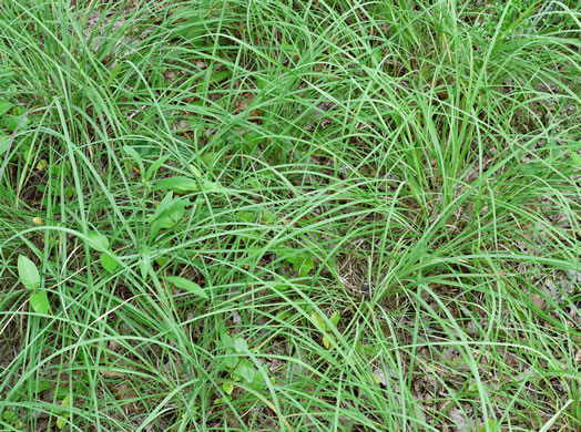 image of Andropogon ternarius, Splitbeard Bluestem, Silvery Bluestem