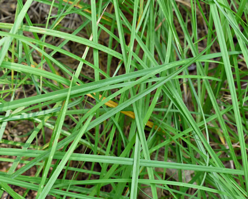 image of Andropogon ternarius, Splitbeard Bluestem, Silvery Bluestem