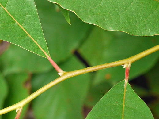 image of Nyssa sylvatica, Blackgum, Black Tupelo, Sour Gum