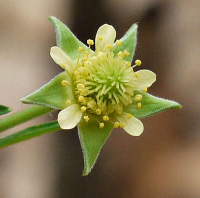 Geum virginianum, Pale Avens, Cream Avens