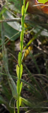 image of Linum striatum, Ridgestem Yellow Flax, Ridged Yellow Flax