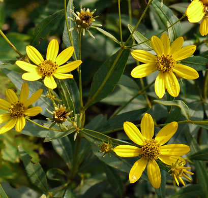 image of Coreopsis major var. rigida, Whorled Coreopsis, Stiffleaf Coreopsis, Greater Tickseed, Whorled Tickseed