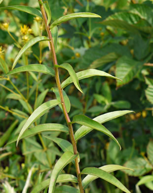 image of Solidago odora, Licorice Goldenrod, Sweet Goldenrod, Anise Goldenrod, Anise-scented Goldenrod