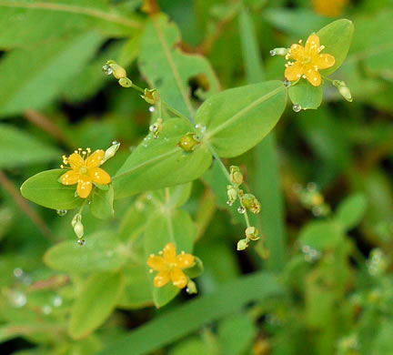 image of Hypericum mutilum var. mutilum, Common Dwarf St. Johnswort